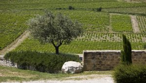 vineyard_cotes-du-rhone_wine-table