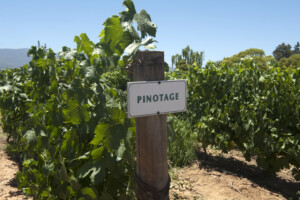 pinotage_winetable_southafricanwine_wosa