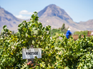 pinotage_winetable_southafricanwine_wosa