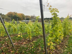 winetable_skåne_vingård_vollmers