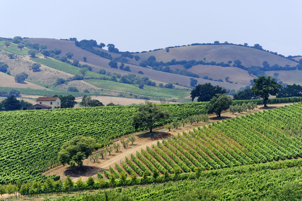 Maremma Italien vingård