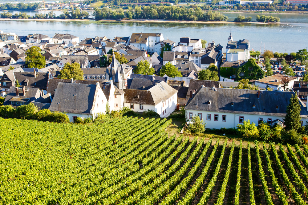 Famous,Rheingau,Vineyards,Region,In,Late,Summer,In,Germany,,Green