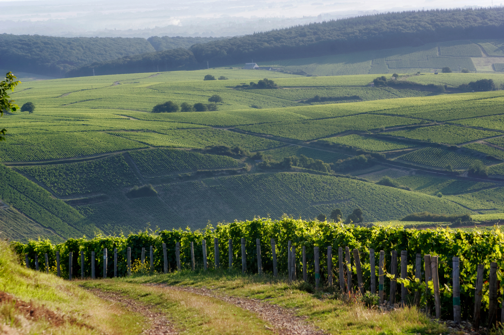 sancerre