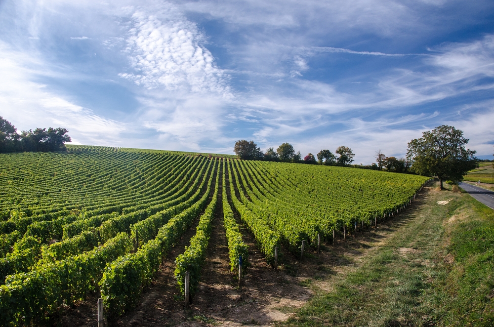 loire vinrankor