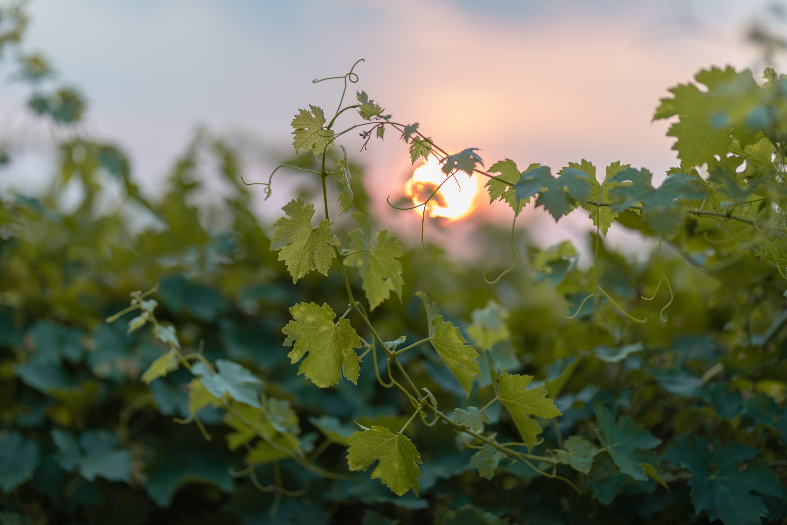 valpolicella