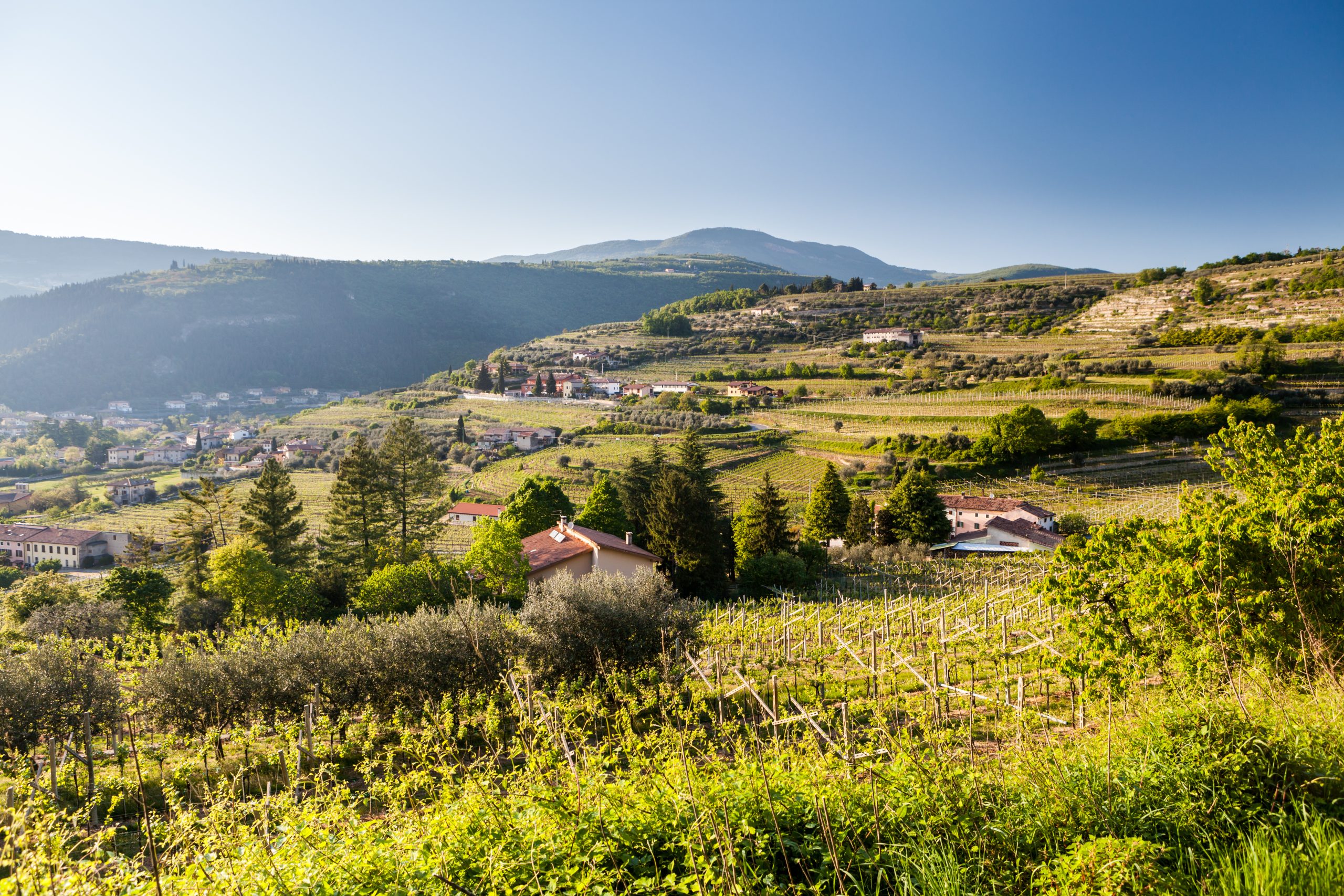 valpolicella vingårdar