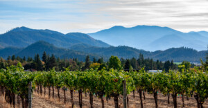 winetable_pinot_noir_tema_oregon.