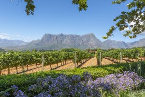 winetable_pinot_noir_tema_sydafrika
