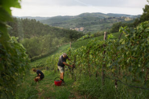 Bild på skördearbetet i vingården Terreno i Italien