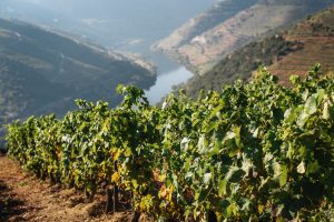 Bild på branta vingårdar i Dourodalen, Portugal