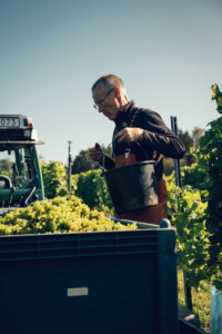 Bild på en man med sin traktor och nyligen skördade vindruvor från Ästad vingård i Halland
