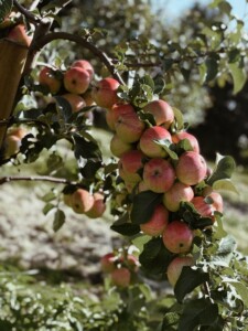 Mognande äpplen i Röbäcksdalen