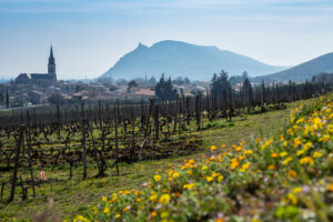 Bild på utsikt över vingårdar i norra Rhônedalen.