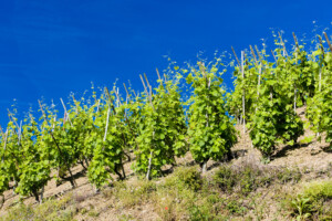 Bild på Grand Cru rankor i Côtes-Rôtie