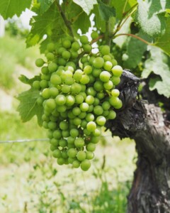 Slovenien och ikonerna som satt orange vin på kartan - druvor i Brda