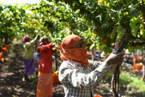 Bild på skördetider i Indiska Sula Vineyards