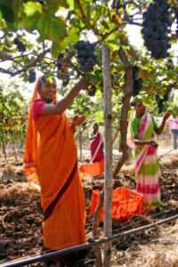 Bild på kvinnor som skördar Sulas vingårdar i Nashik i Indien.