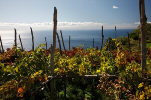 Landskapsutsikt från Marisa Cuomos vingårdar i Kampanien.