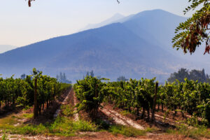 Bild på vingård i Maipodalen med berg i bakgrunden.