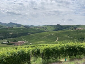 Översiktsbild från Cannubi över Barolos vingårdar