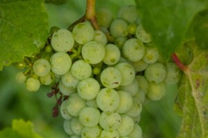 Rieslingdruvor på sina rankor i väntan på skörd.