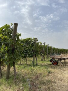 Amarone är på väg att ta revansch