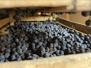 Det vin som står Amarone närmast är Champagne