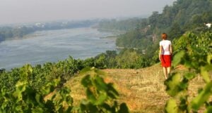 Vingårdar med utsikt i Pays Nantaise. Foto: tourisme-en-france.com