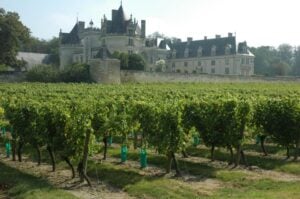 Vingård vid Château de Brézé belägen i närheten av Saumur. Foto: vinsvignesvignerons.com