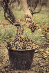 Bild på en hand som håller en druvklase ovan en spann full av druvor angripna av ädelröta i Sauternes