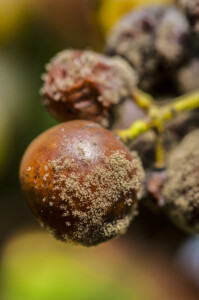 Druva angripen av ädelröta, även kallat Noble Rot. Foto: Pressbild