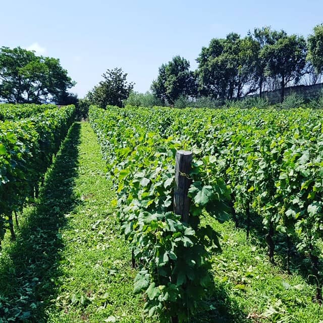 Cantine Astroni – champagnekiosker och rykande fält i Campi Flegrei