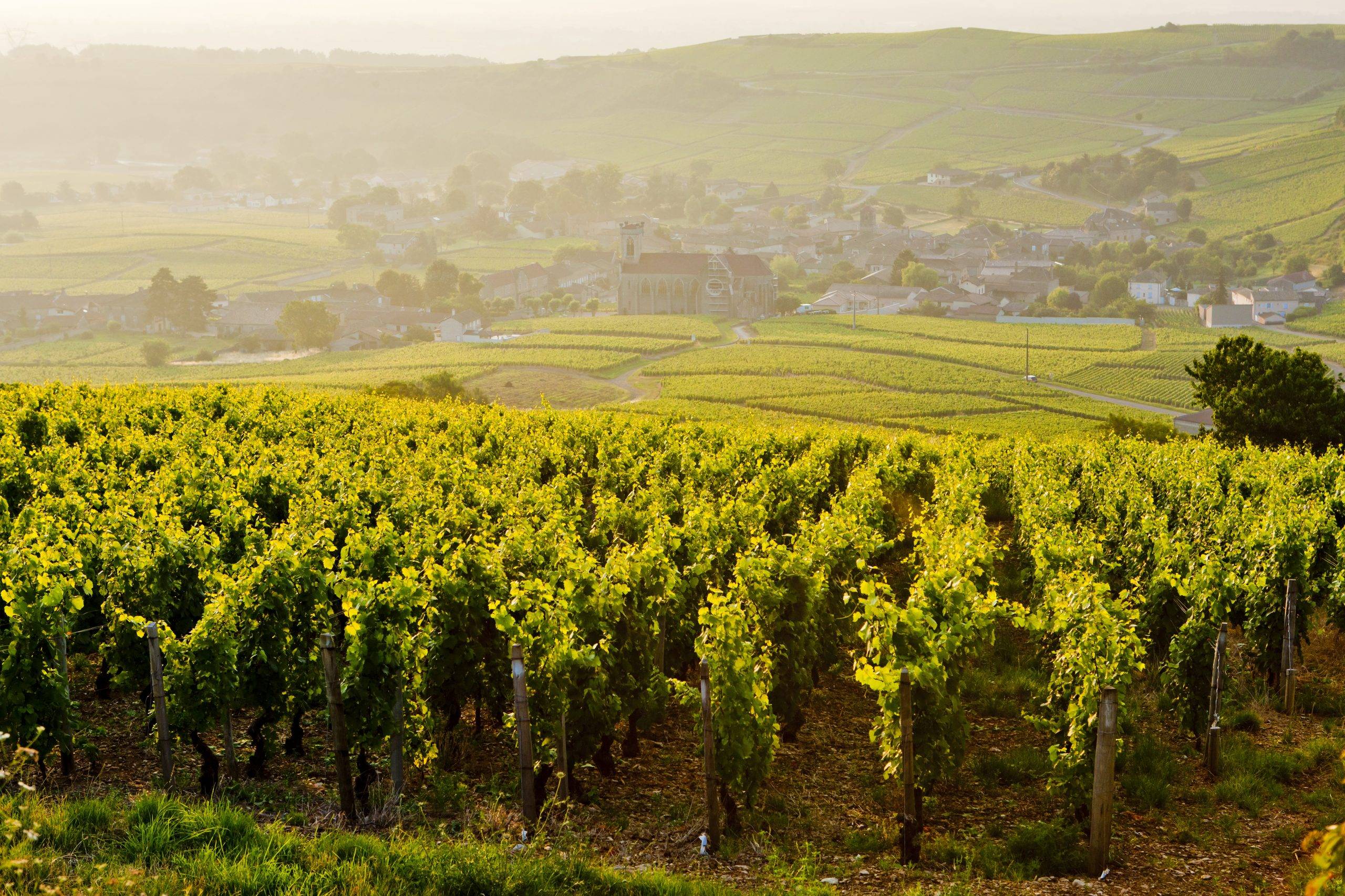 Bourgogne – en vinresa från norr till söder