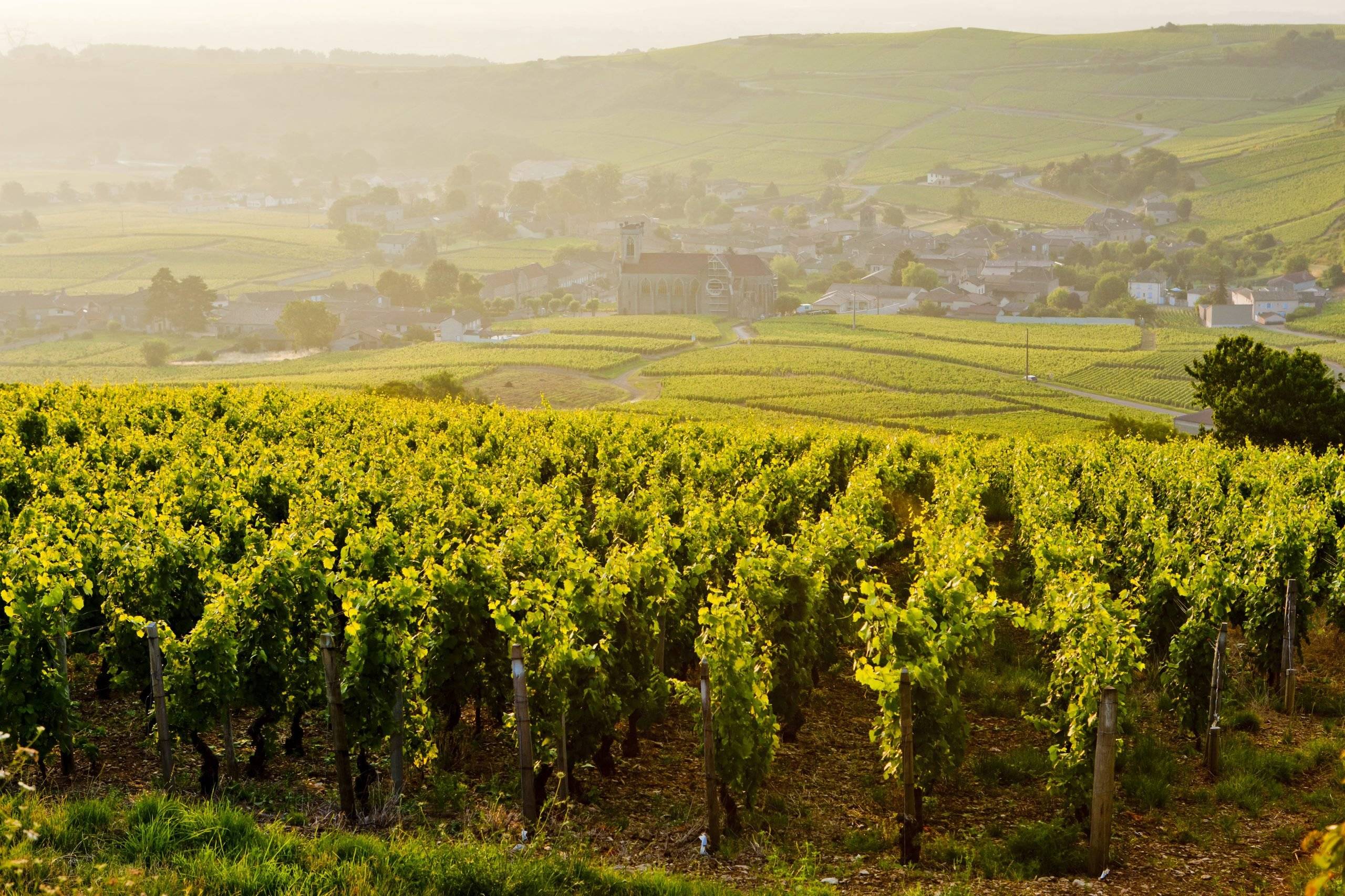 Bourgogne – en vinresa från norr till söder