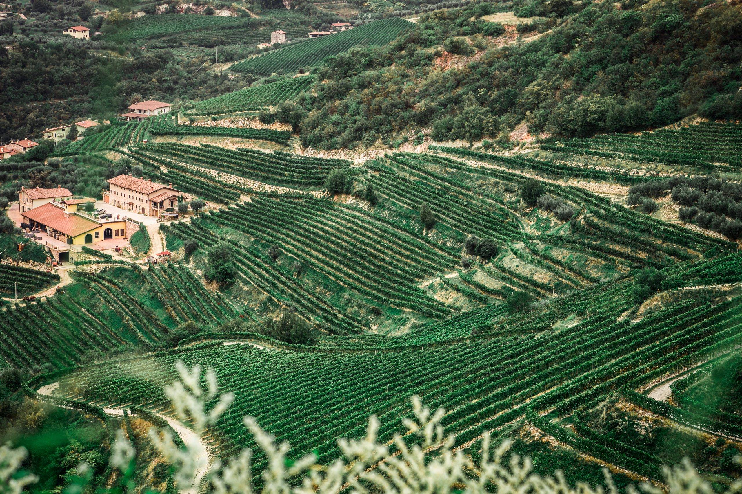 Amarone Dead or Alive