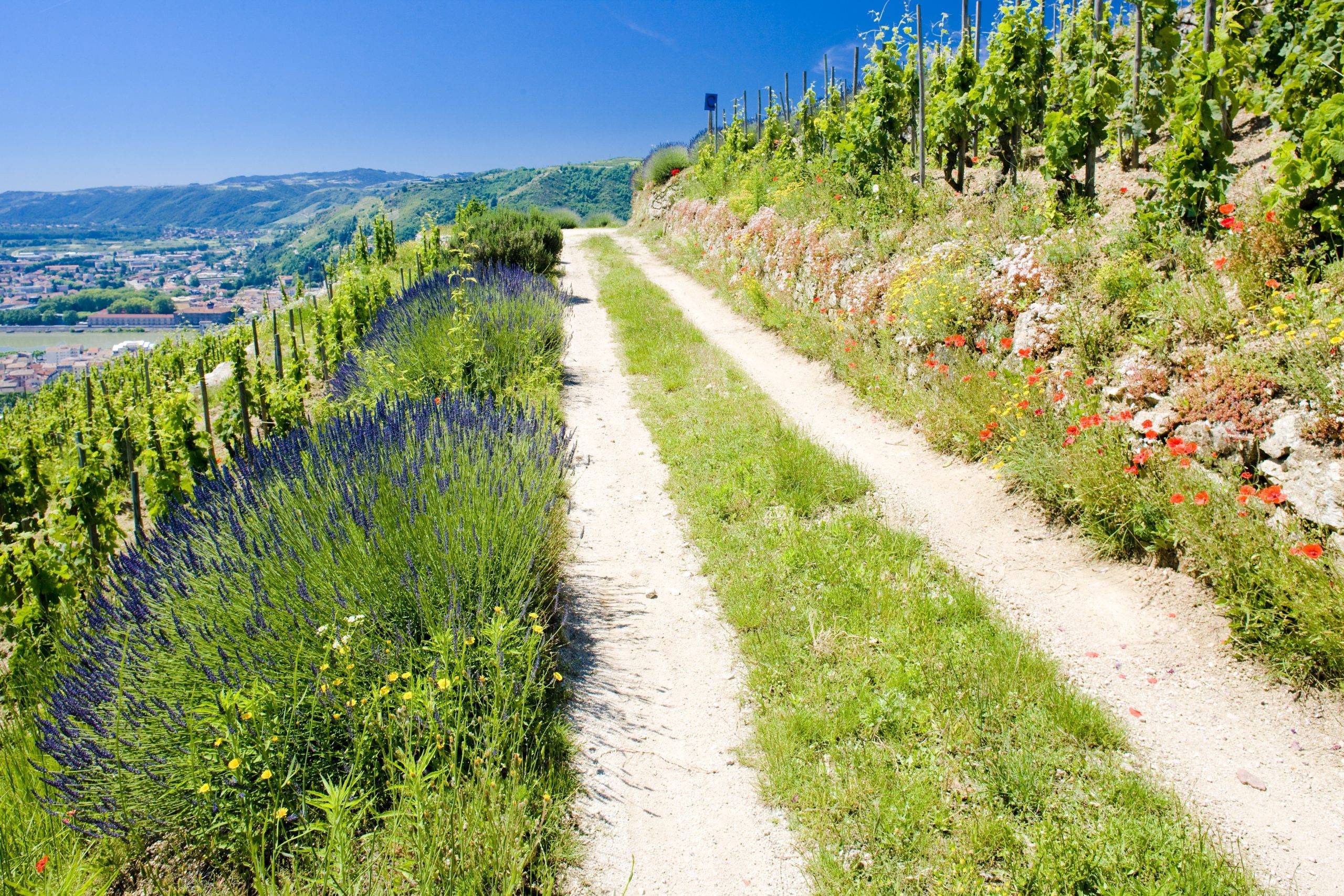 Smaka på södra Rhône – nio bra viner att testa!