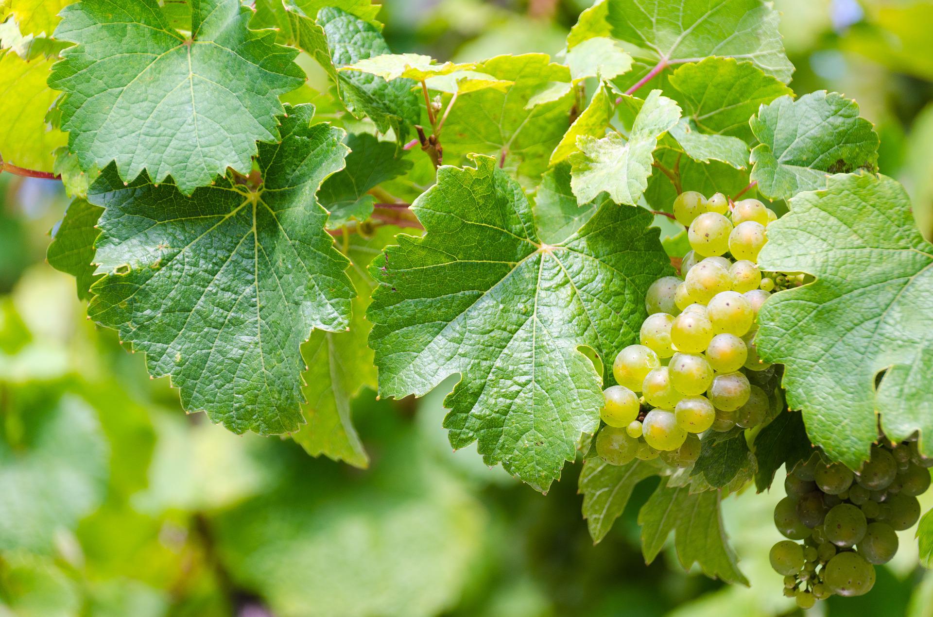 Riesling – ett druvporträtt