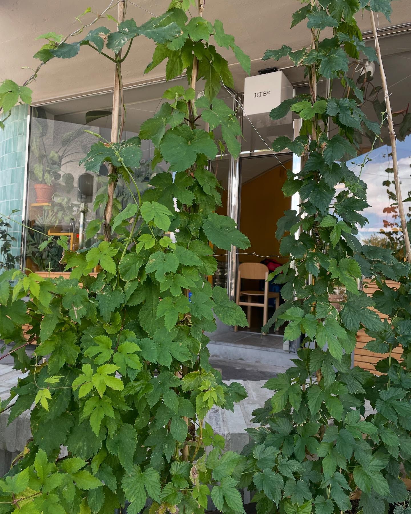 entrén till bar med vin