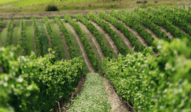 Bild på Cloudy Bay: Sauvignon blanc som satte Marlborough på världskartan