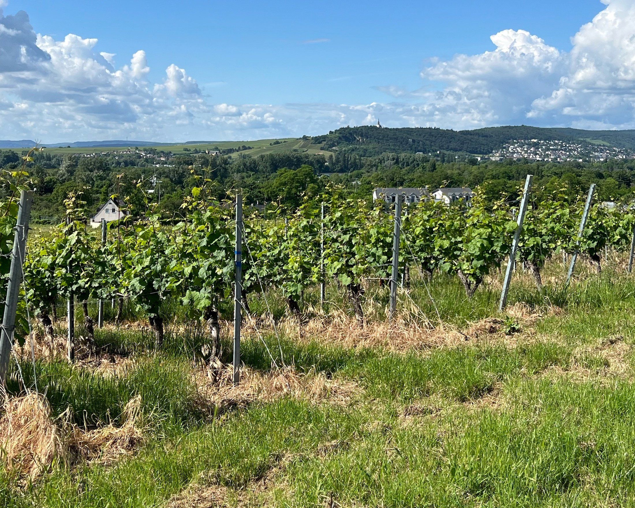 Loire – variationens vinregion