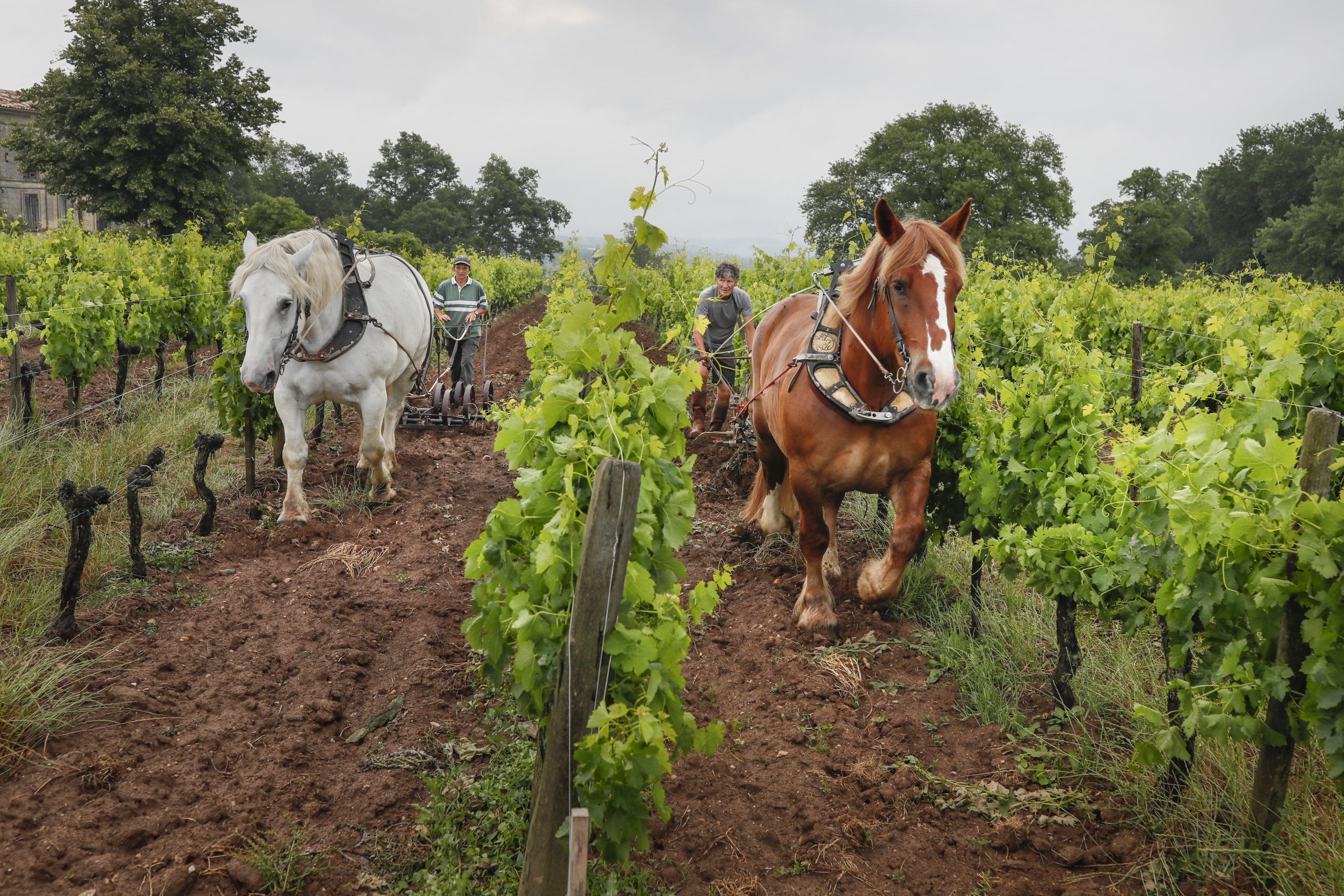 Bild på Biodynamik i Bordeaux – Château Le Puy inspirerar