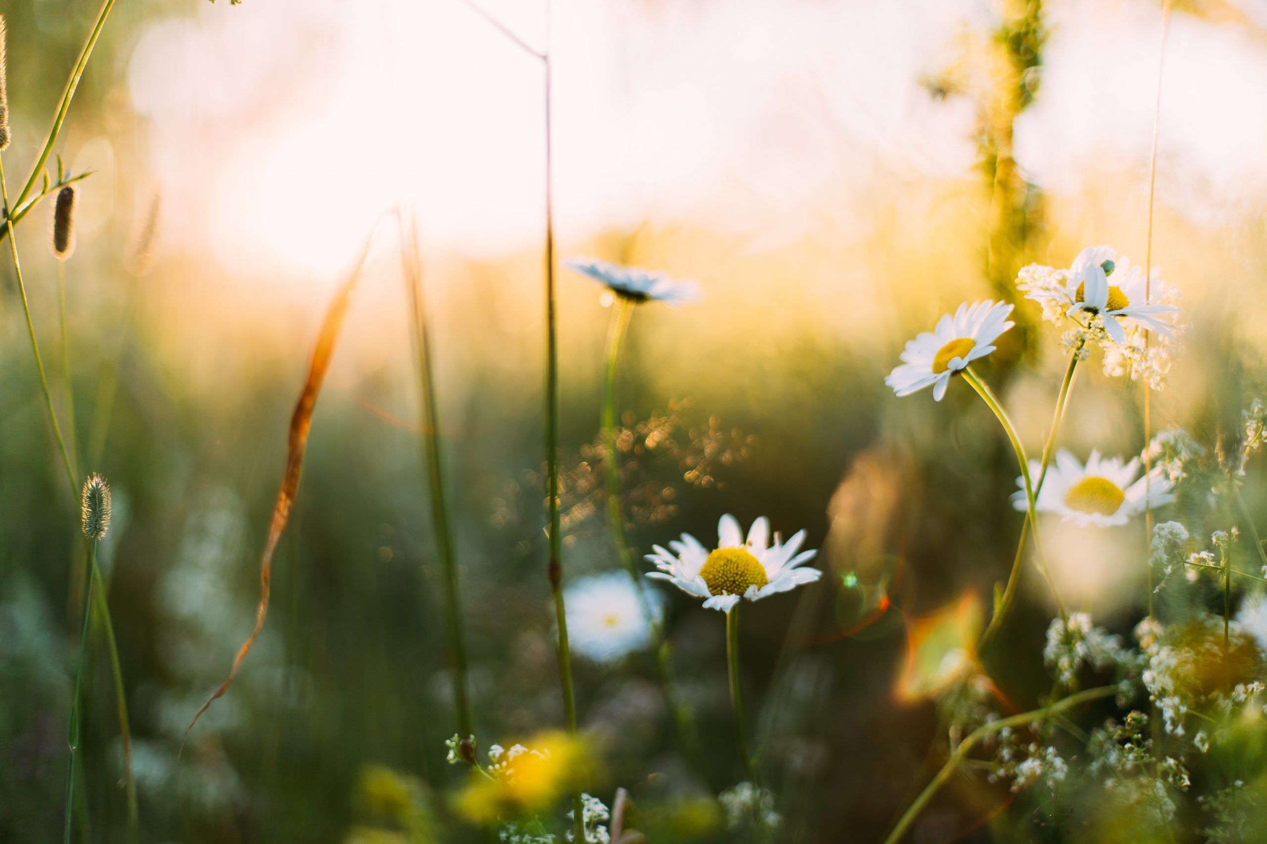 Bild på Viner i sista minuten – Välkommen midsommar!