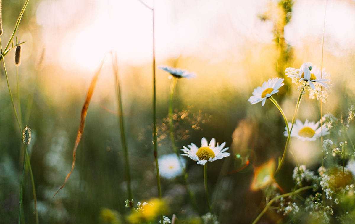 Bild på Sista–minuten–snaps till midsommar – fem prima val i fast sortiment