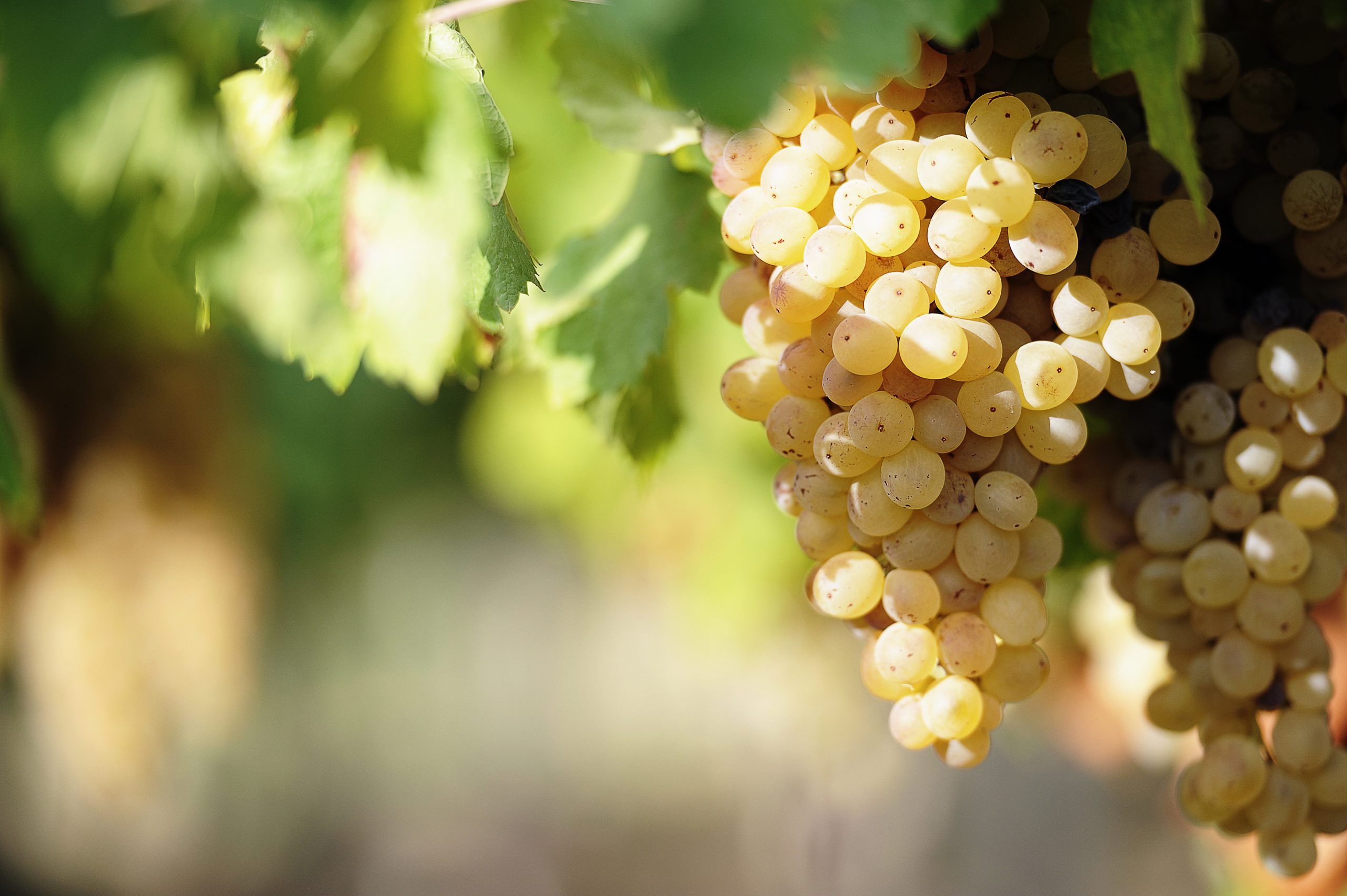 Bild på Chenin blanc – Loiredalens drottning 