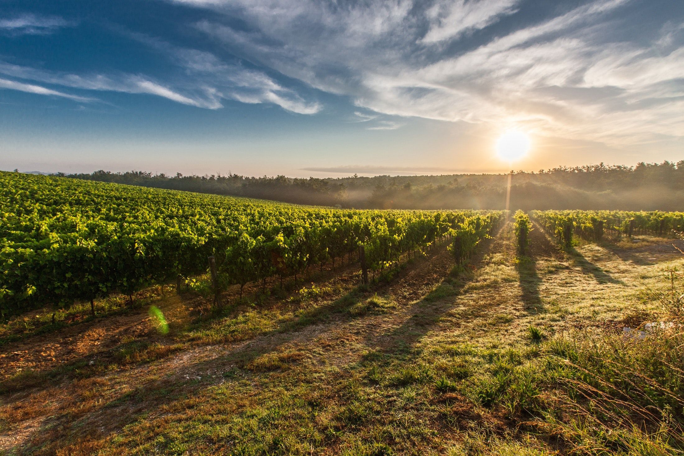 Bild på Andreas Grube: ”Cabernet franc – en kärlekshistoria”