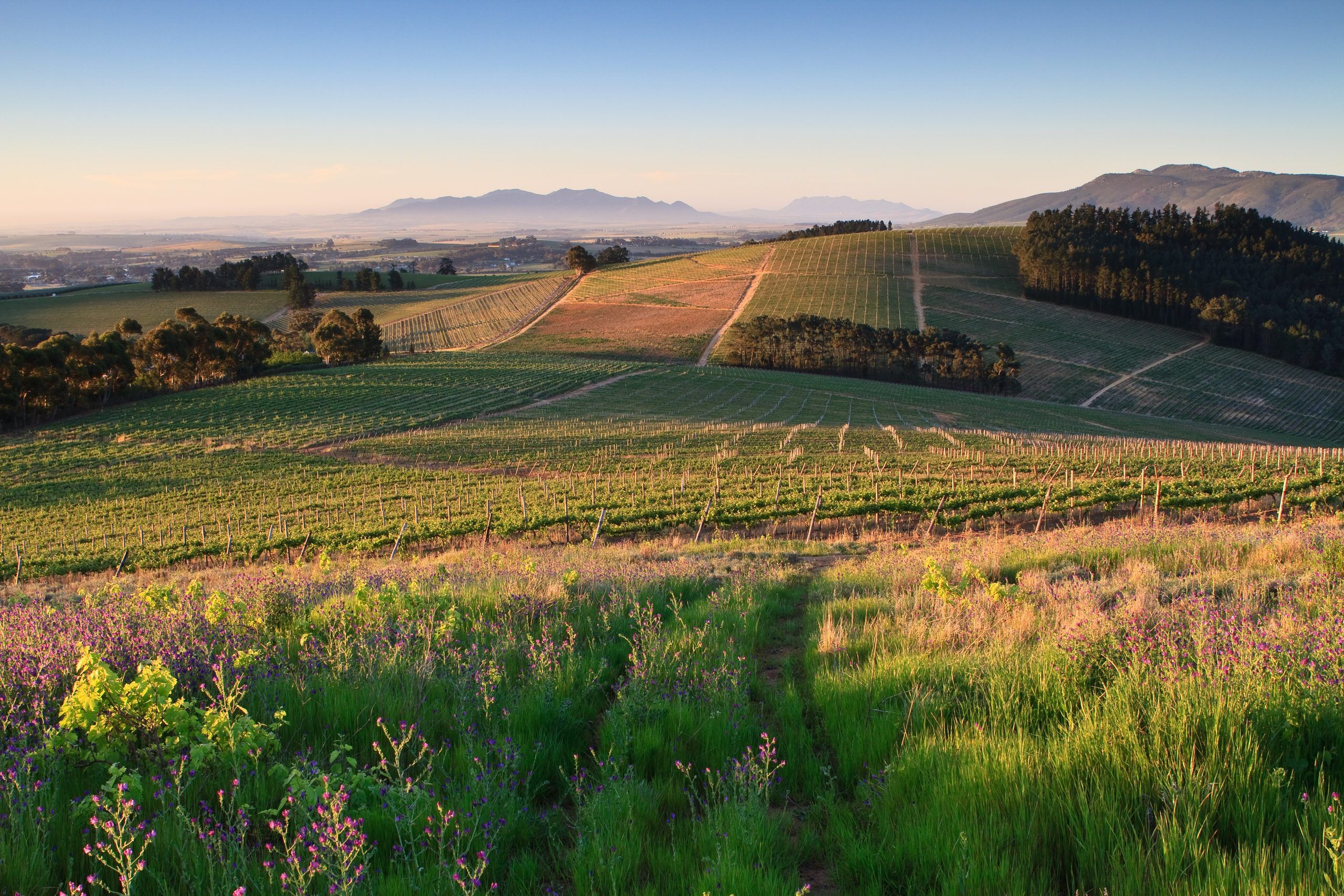 Bild på Sydafrika – en vinhistoria
