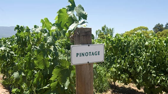 Pinotage – Sydafrikas stolthet eller skam?