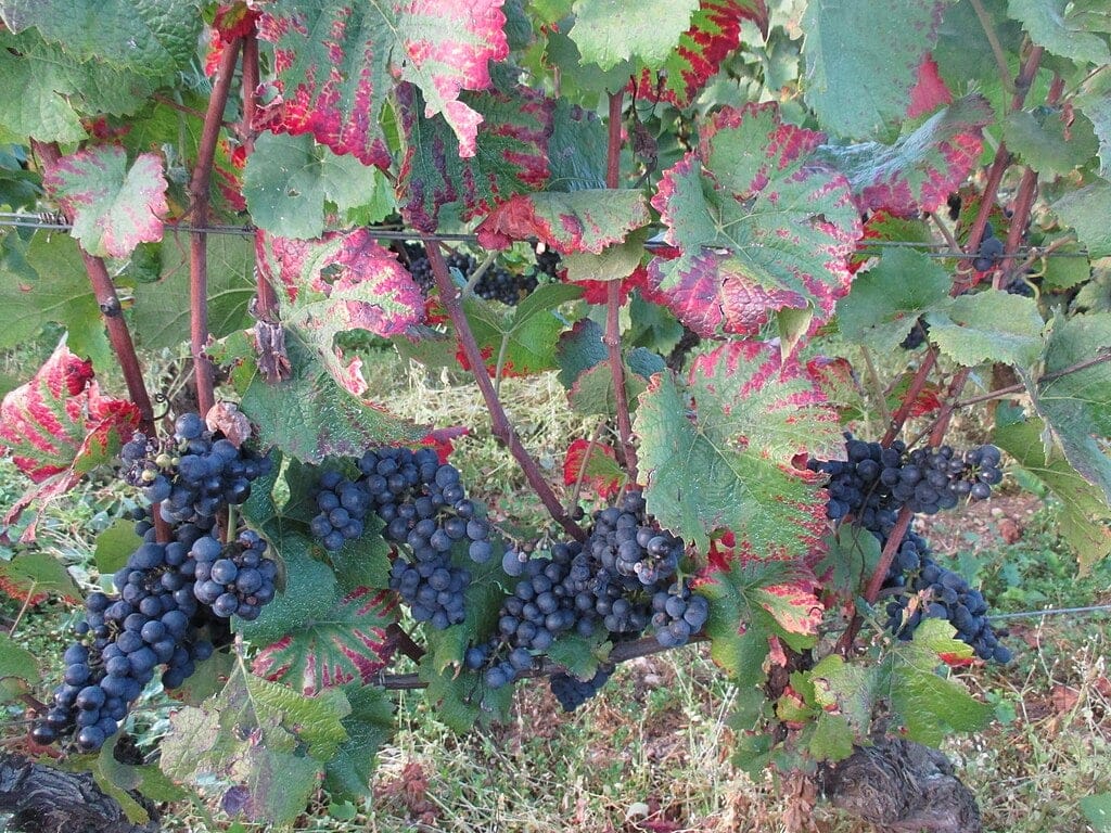 Pinot noir – en känslig elegant!