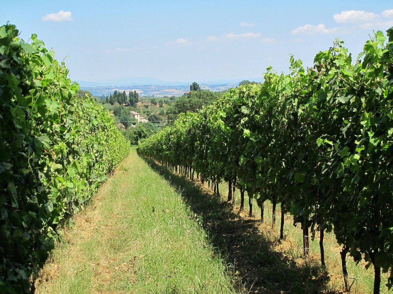 Sangiovese – Toscanas juvel