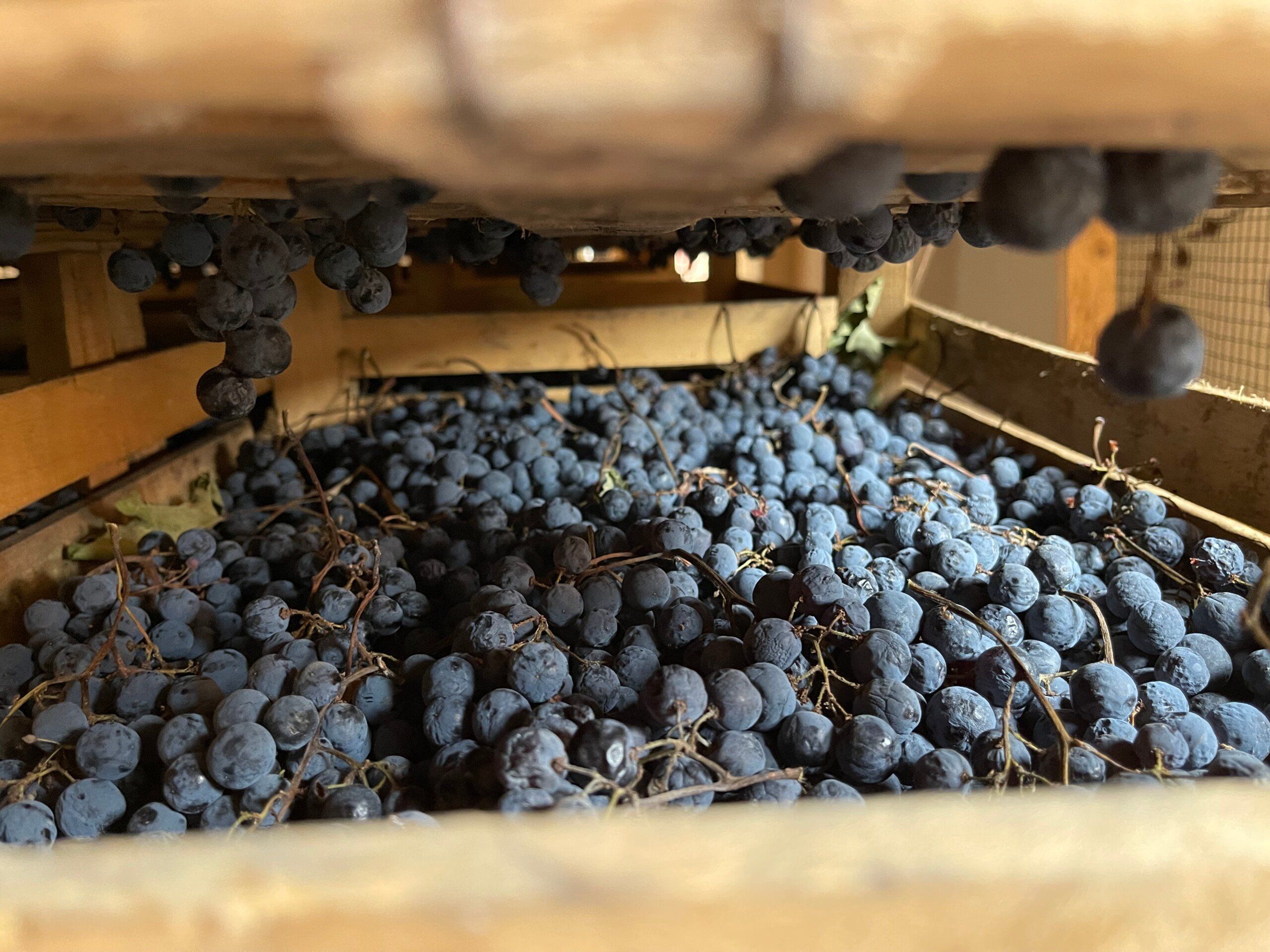 Bild på Därför pratar alla om Amarone igen!